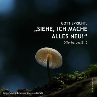 Jahreslosung_2026 1080x1080px - 7